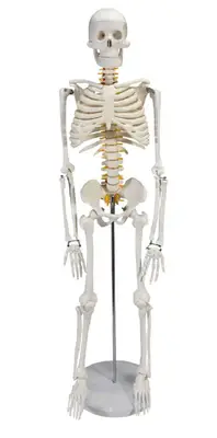 Torso de 45 cm Bissexual c/abertura nas Costas+Esqueleto de 85 cm.