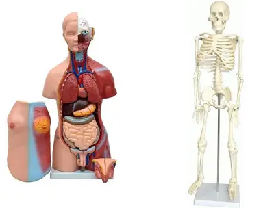 Torso de 45 cm Bissexual c/abertura nas Costas+Esqueleto de 85 cm.
