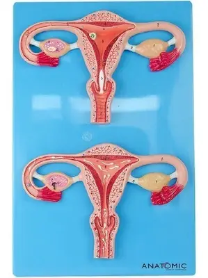 Útero Ilustrando o Momento da Fecundação, Anatomia