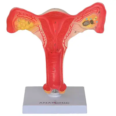 Útero com Trompas em Tamanho Natural, Anatomia