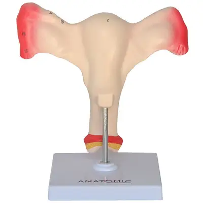 Útero com Trompas em Tamanho Natural, Anatomia