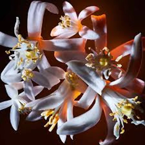 Perfume Yves Saint Laurent Libre Flowers &amp; Flames Eau de Parfum 90 ml